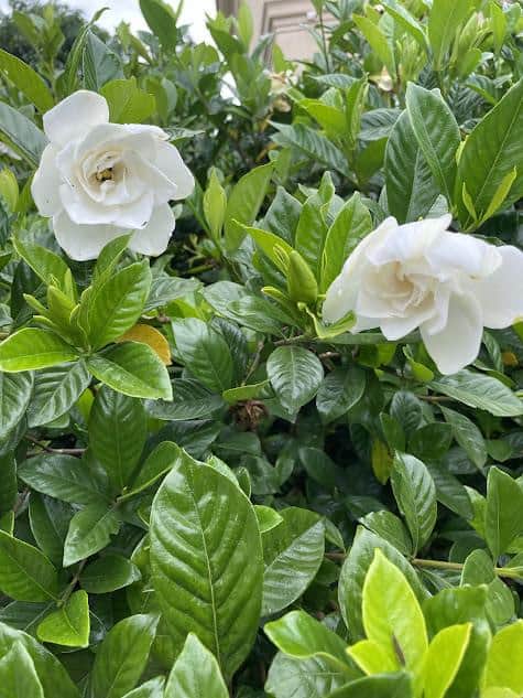 consultoria para jardins