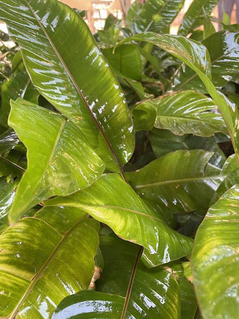 consultoria para jardins