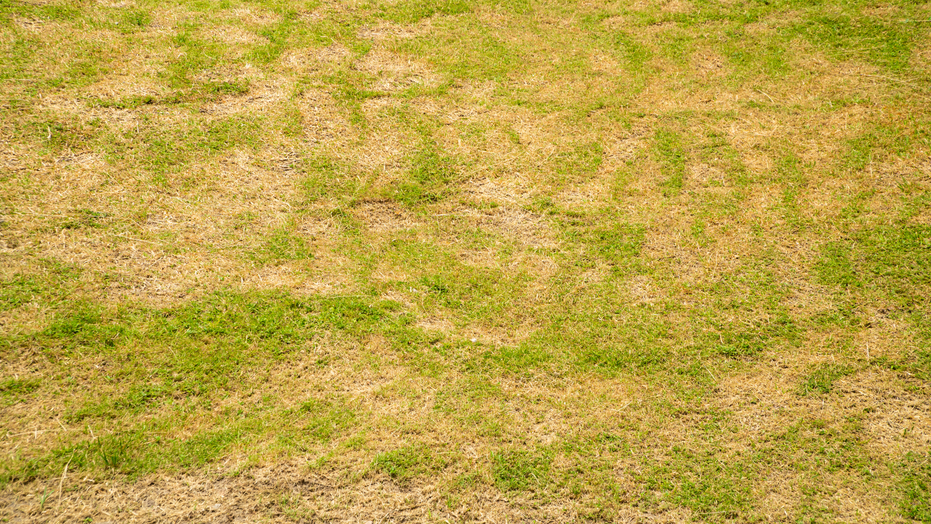 Rizoctônia: o fungo que enfraquece gramados e causa prejuízos