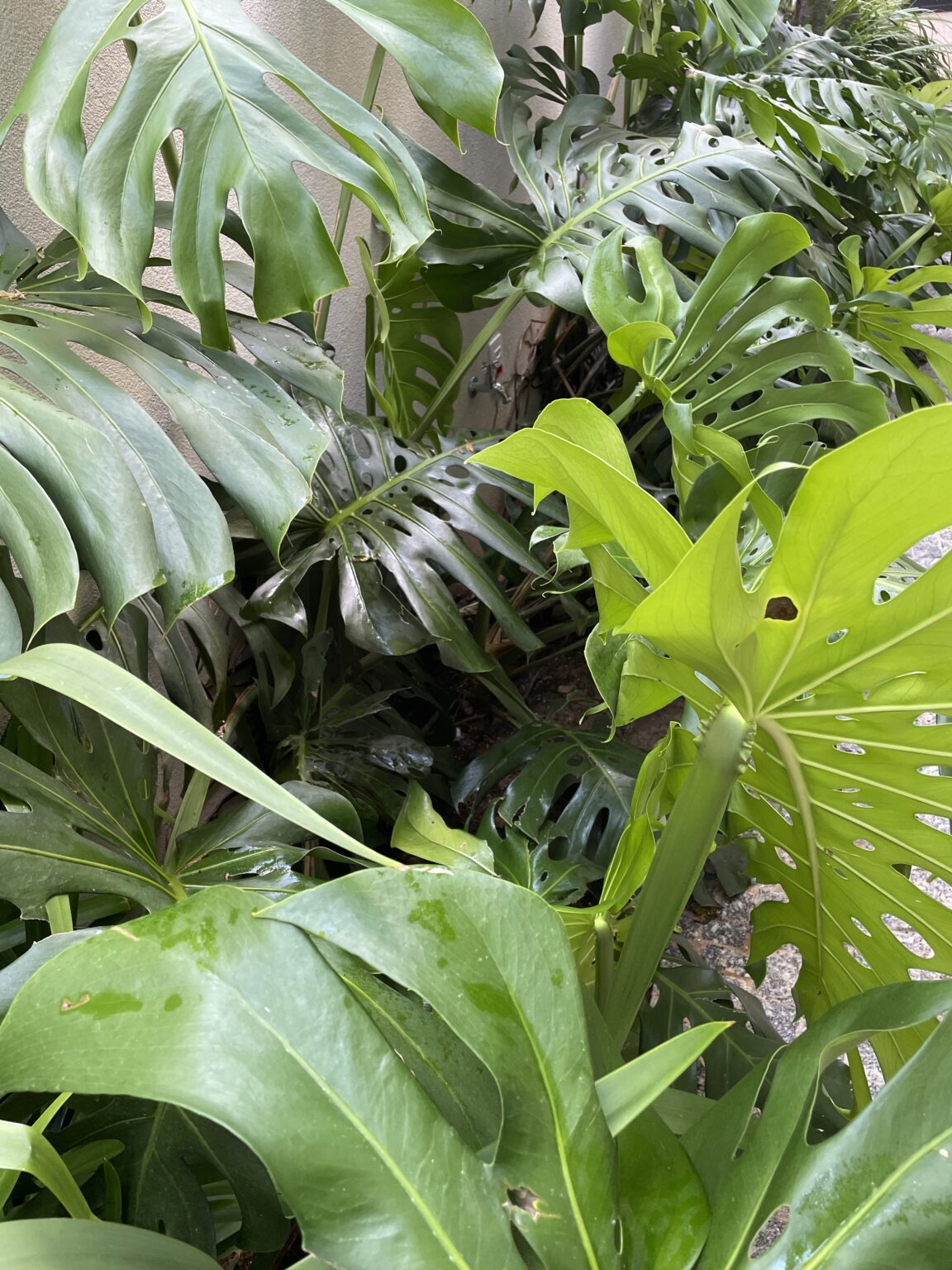 consultoria para jardins
