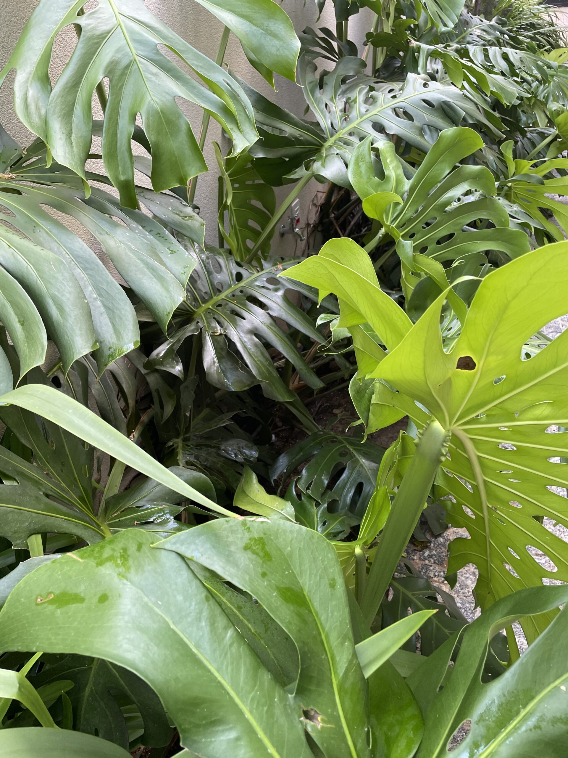 consultoria para jardins