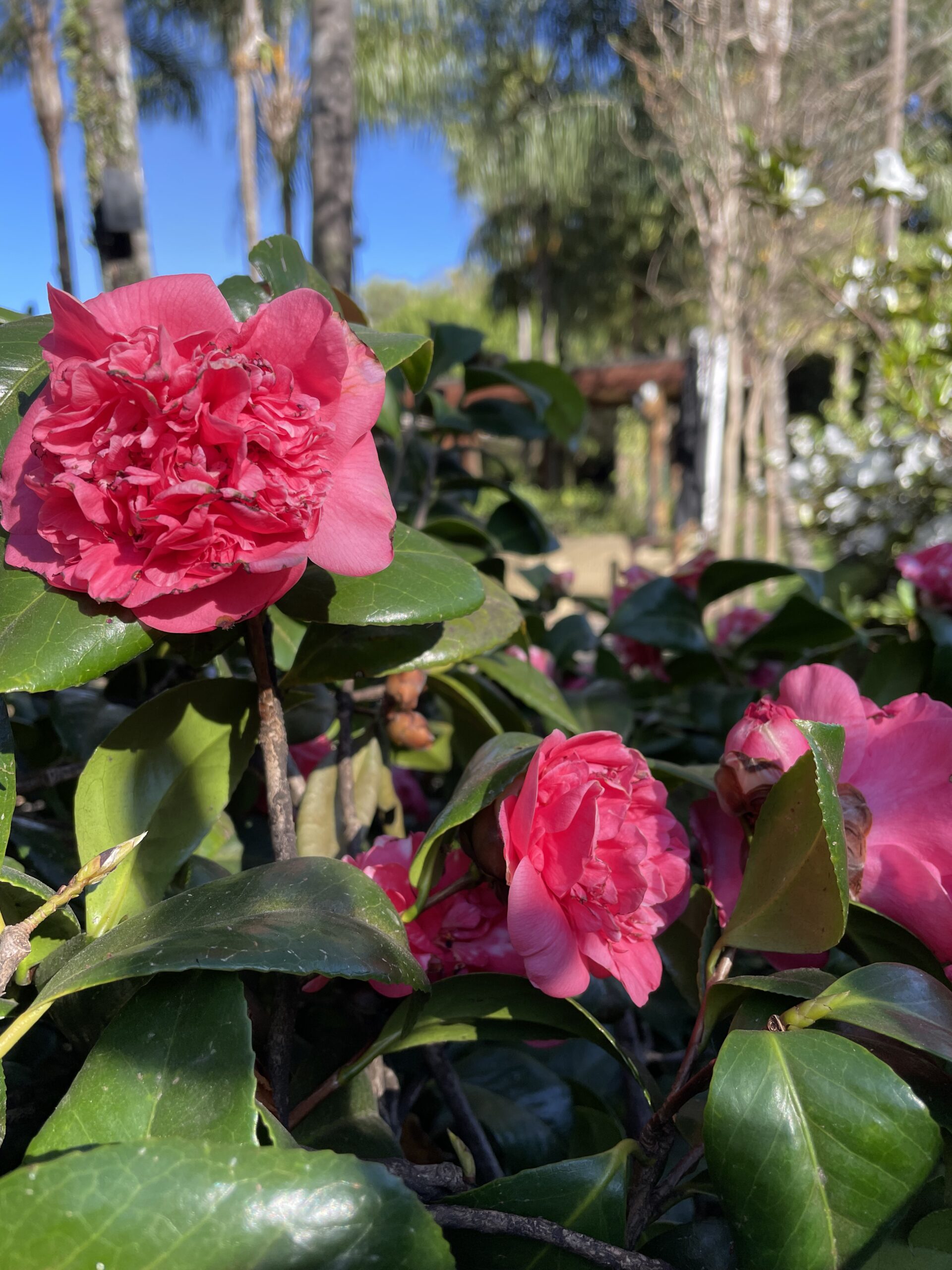 consultoria para jardins