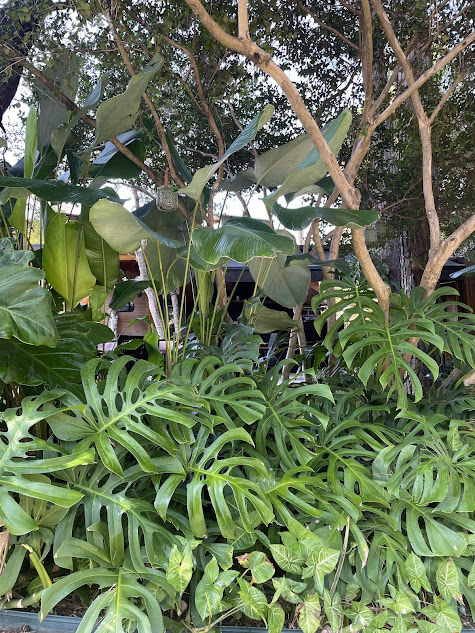 consultoria para jardins