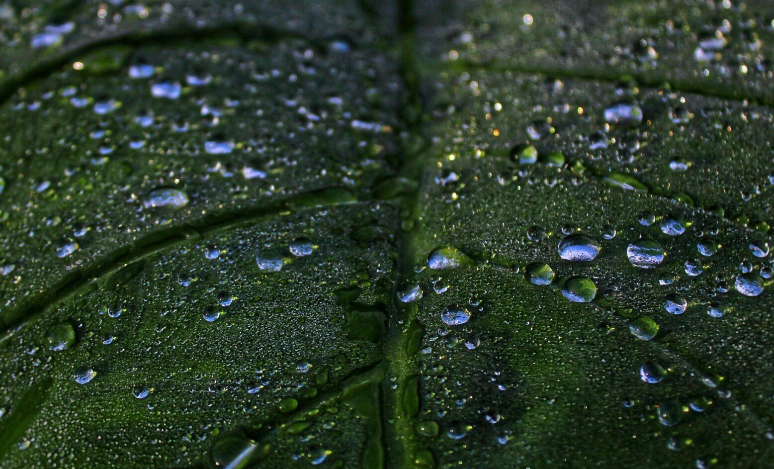 Adubação no Inverno: Nutrição silenciosa que transforma jardins mesmo nos dias frios