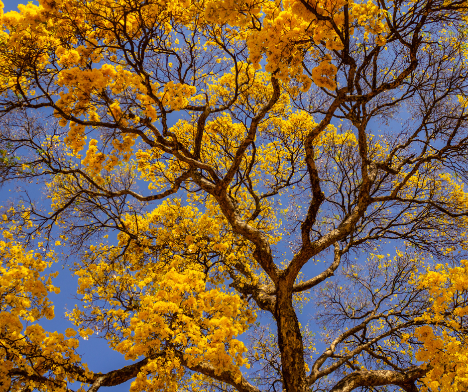 ipê-amarelo