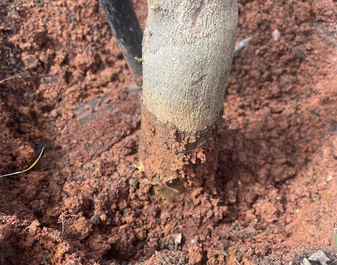 Plantas Não Crescem? Pode Ser um Erro na implantação!