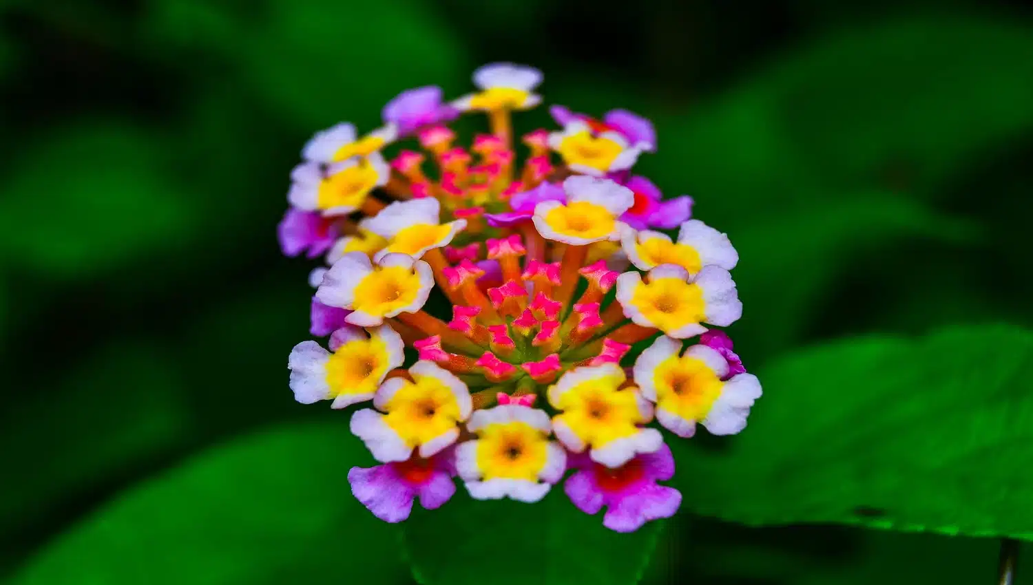 A Primavera chegou: Flores que atraem polinizadores trazendo vida ao jardim!