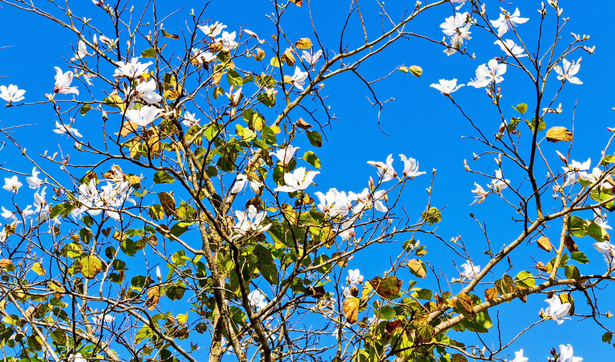 Arborização de condomínios
