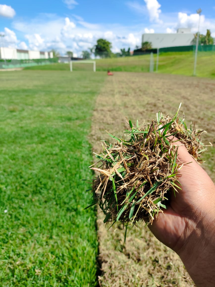 escarificação de gramado